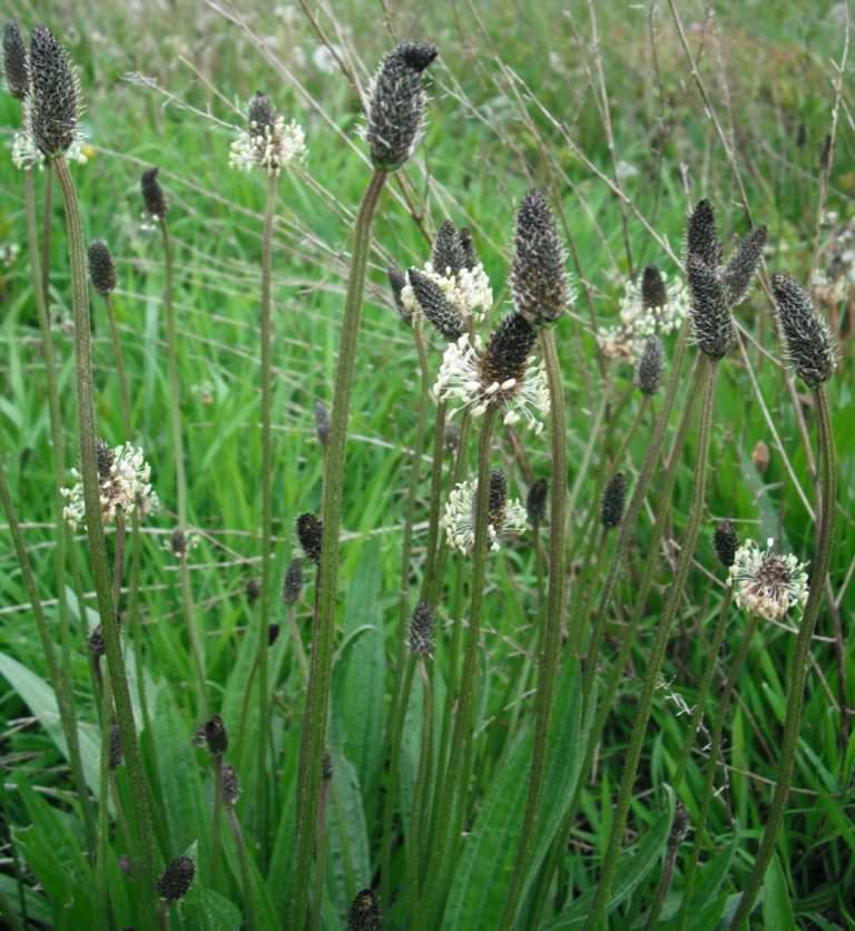 Ribwort Plantain Forestart