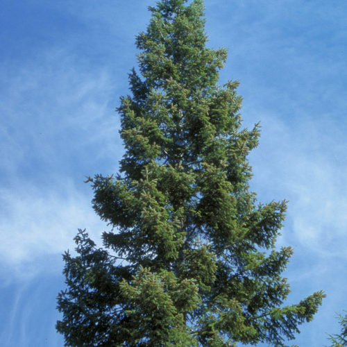 Grand Fir Seed - Forestart