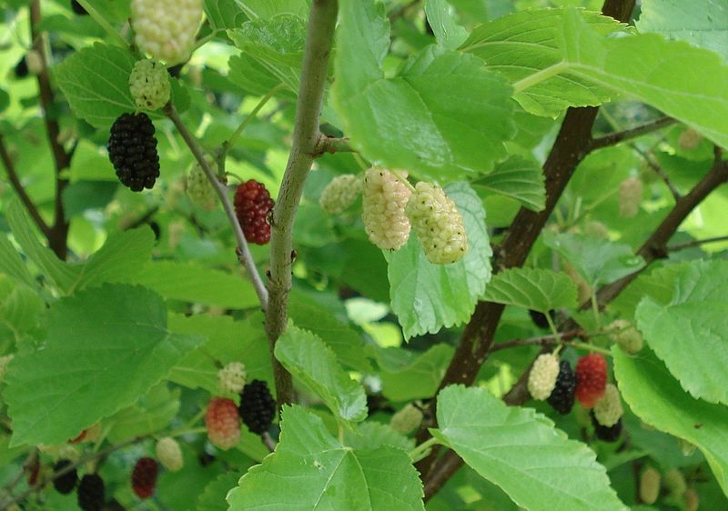 Black Mulberry Seed - Forestart
