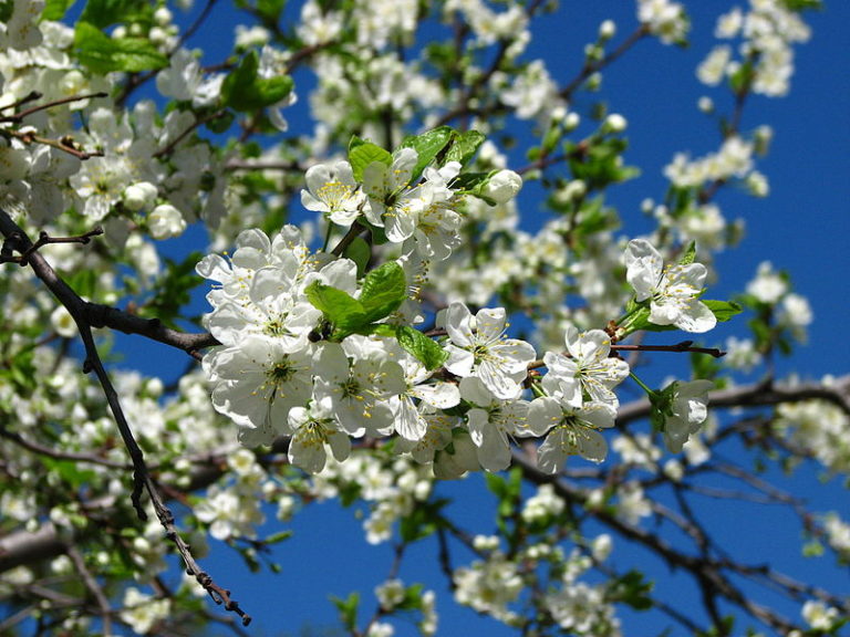 St. Julien Plum Seed - Forestart