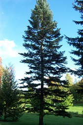 Giant Fir - Forestart