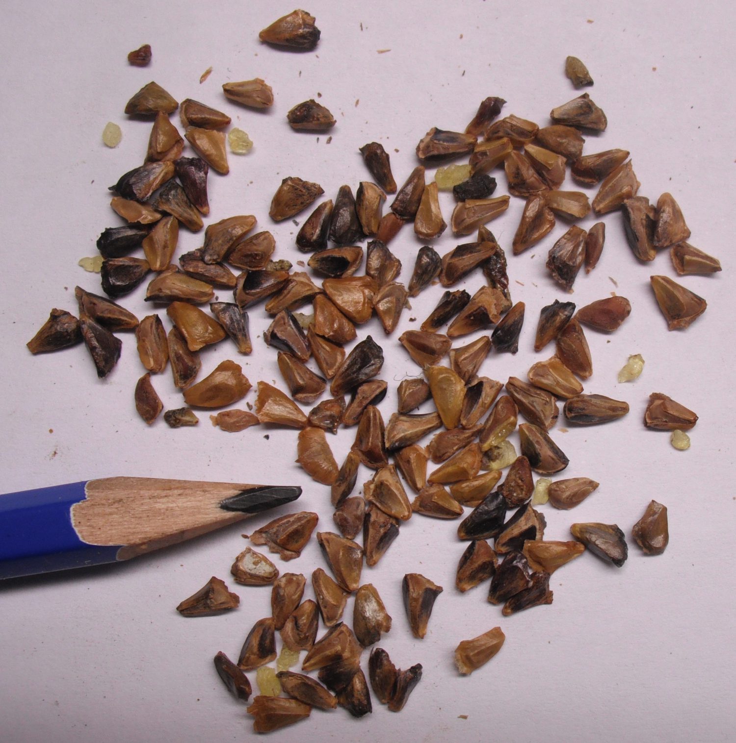 Fraser Fir Seed - Forestart