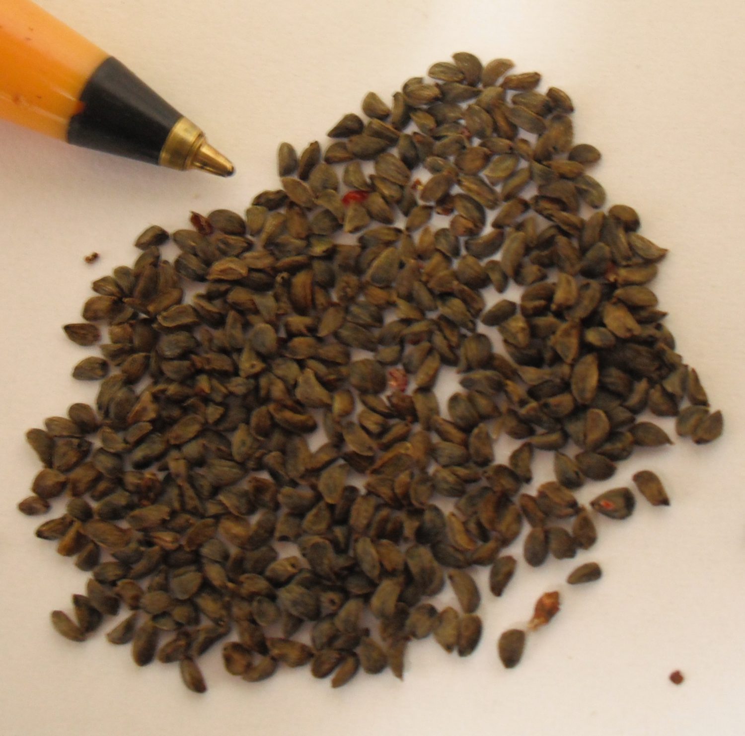 Pacific Madrona Seed - Forestart