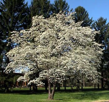 Eastern / Flowering Dogwood - Forestart