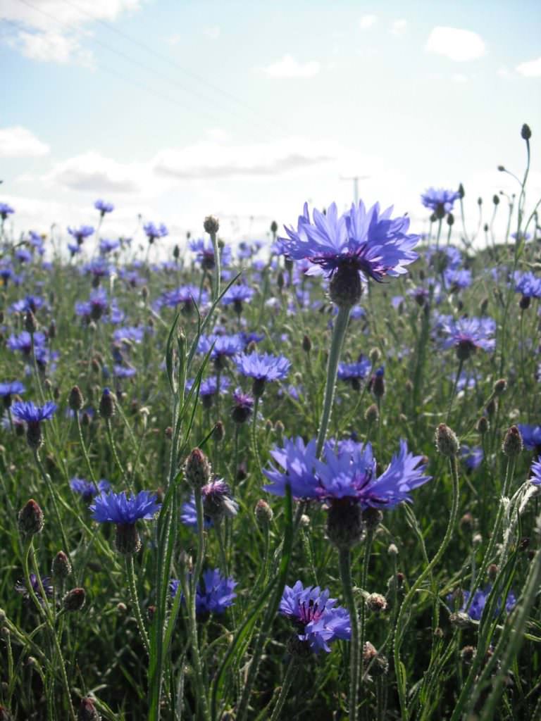 Cornflower Seed - Forestart