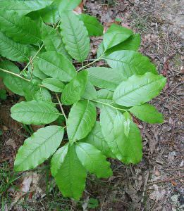 Sourwood Seed - Forestart