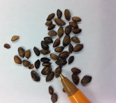 Japanese Red Pine Seed