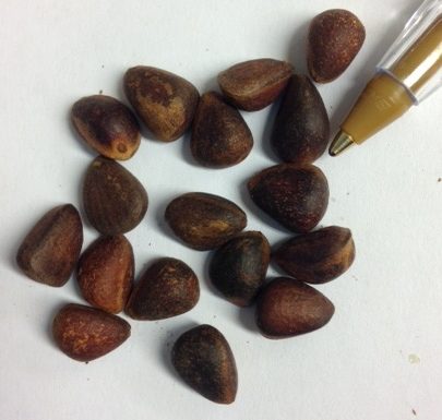 Japanese Stone Pine Seed