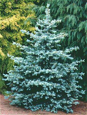 blue spruce seeds for sale