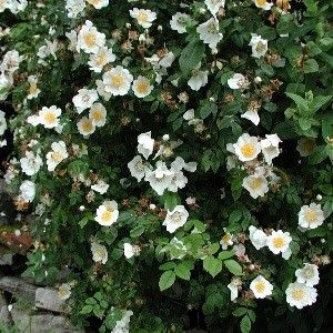 Rosa Laxa Seed - Forestart