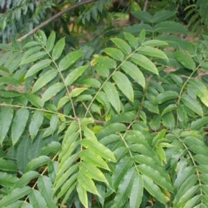 Chinese Mahogany Seed - Forestart