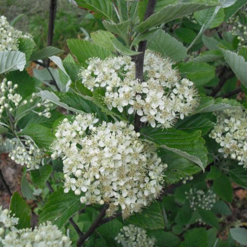 Whitebeam Seeds - Forestart