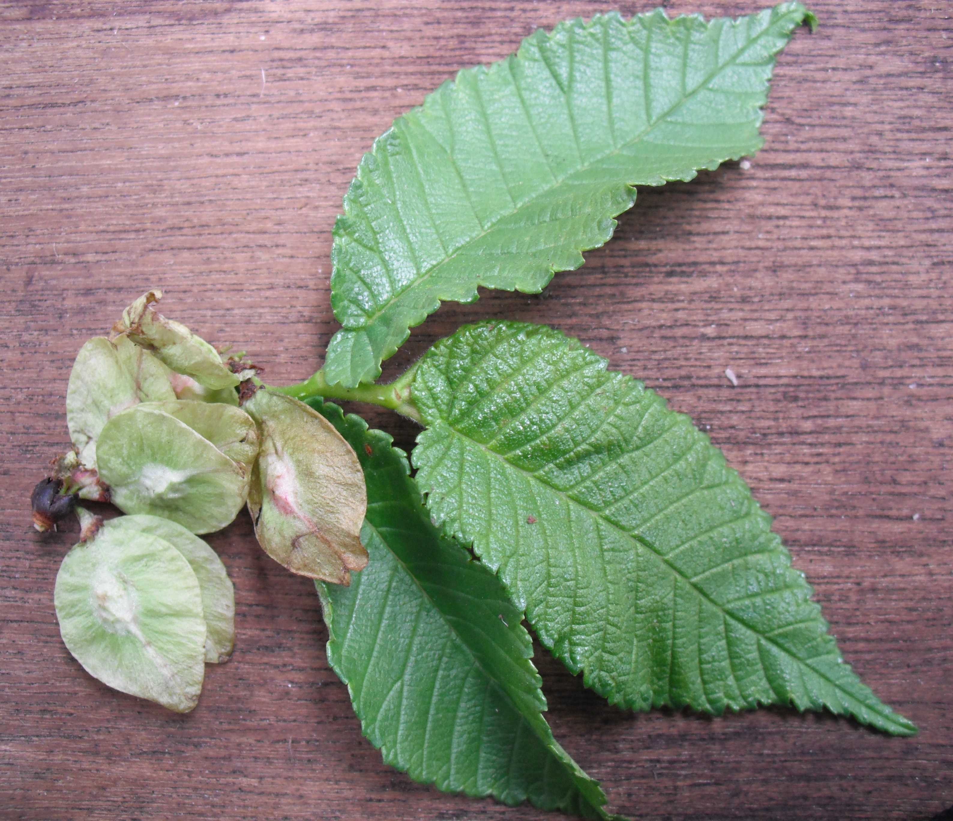 Wych Elm Seed - Forestart