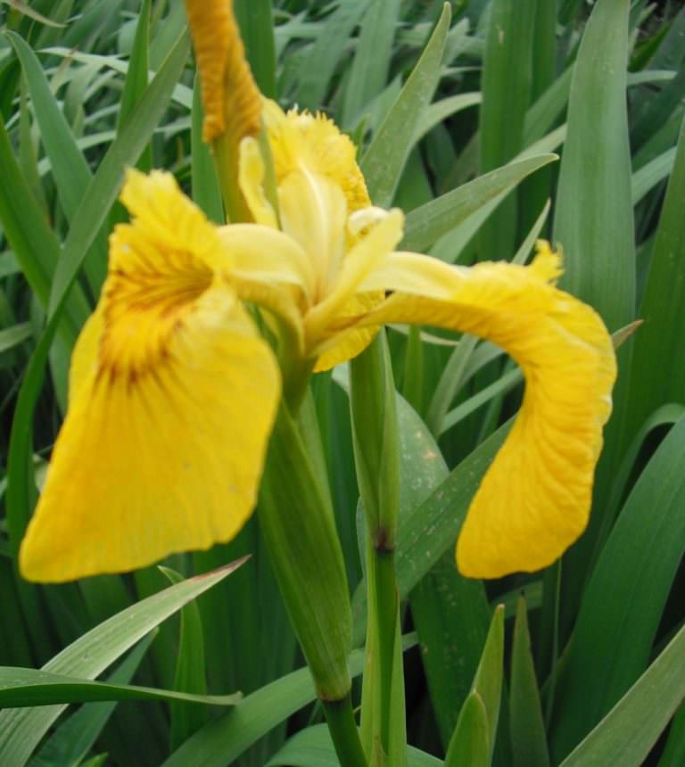 Yellow Flag Iris - Forestart