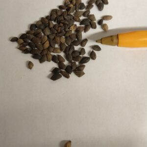 Shortleaf Pine Seed