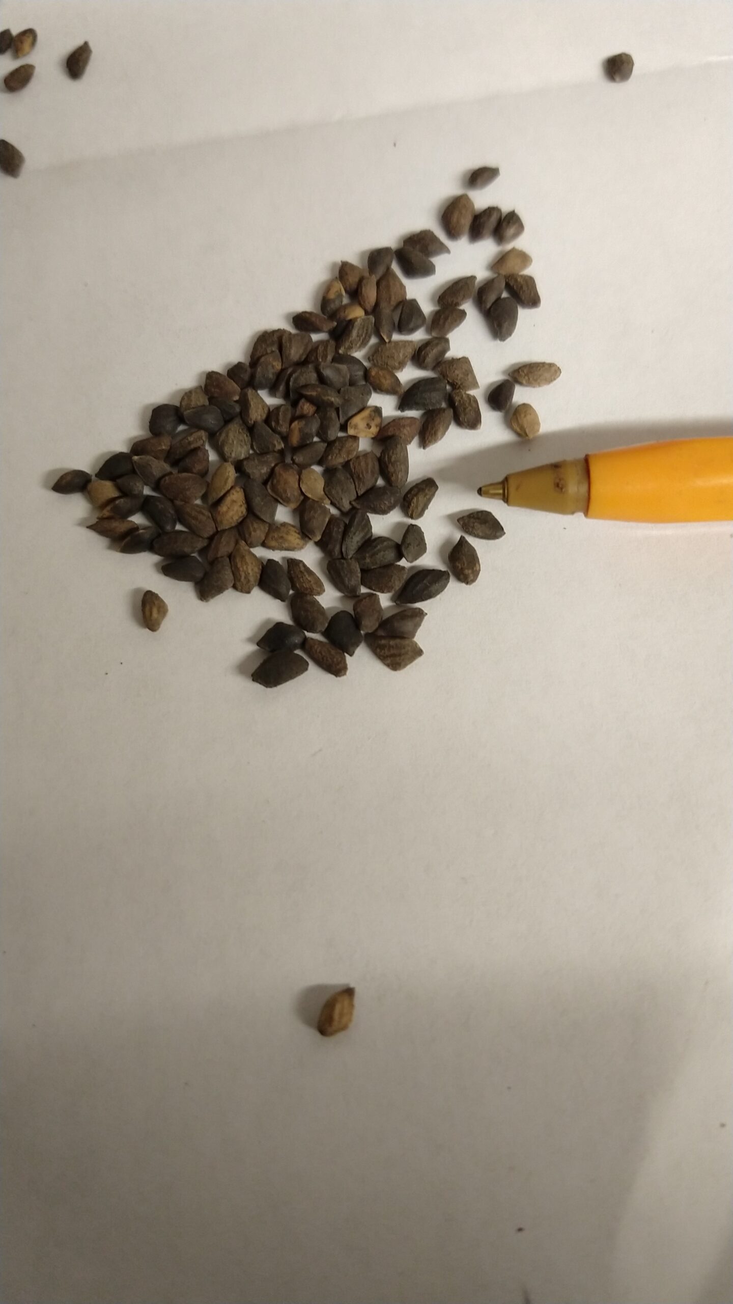 Shortleaf Pine Seed